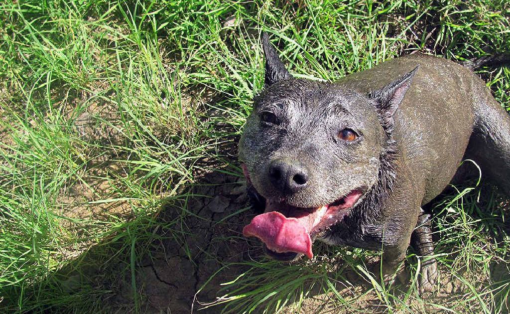 I’M NOT DEAD: This staffy-cross was believed dead when found lying in the mud in a paddock. It was only after the dog was hosed down that it sparked up and proved to be very much alive. I’M NOT DEAD: This staffy-cross was believed dead when found lying in the mud in a paddock. It was only after the dog was hosed down that it sparked up and proved to be very much alive.